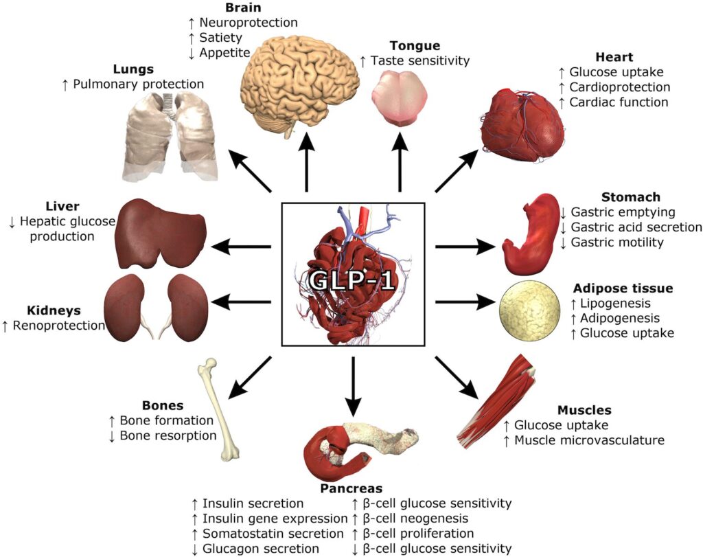 plant based gut health